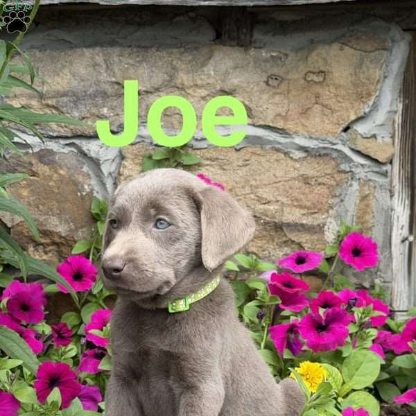 Joe, Silver Labrador Retriever Puppy